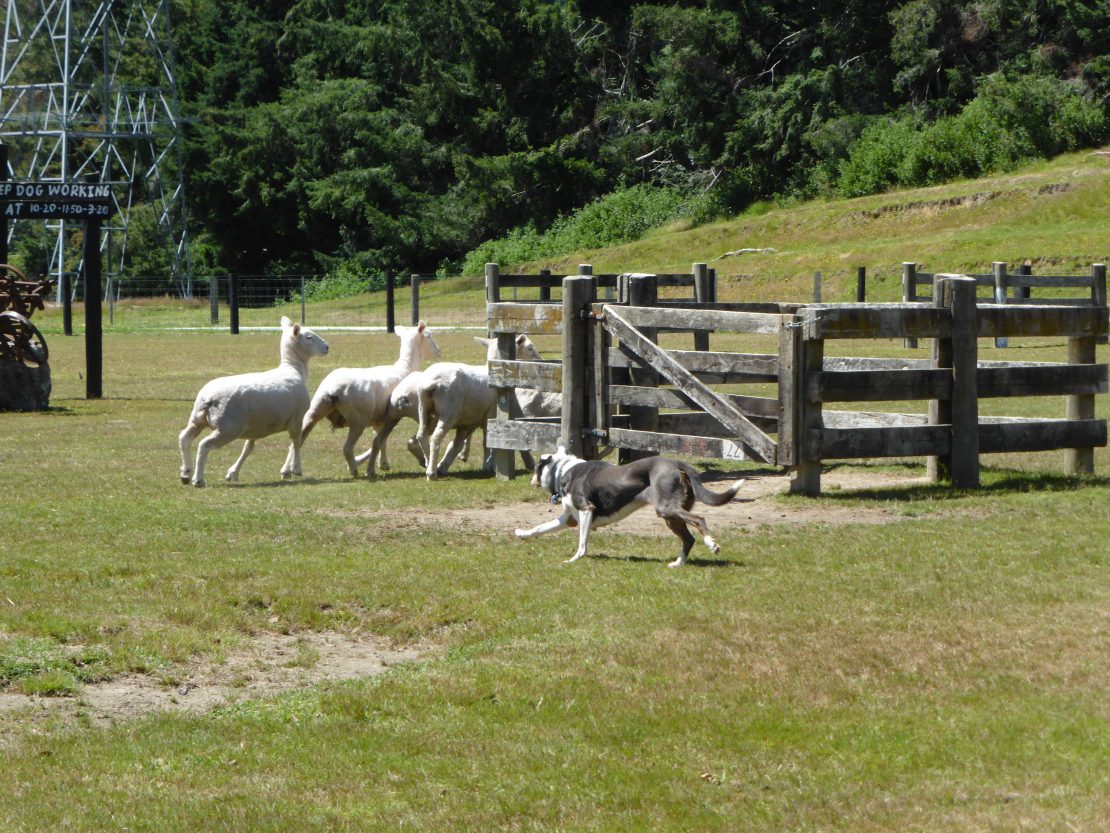dog herding sheep