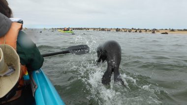 Kayaking with seals in Namibia