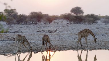 Okuakuejo watering hole giraffes