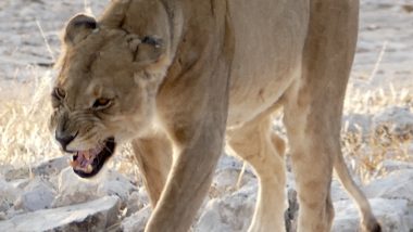 Lion Etosha National Park