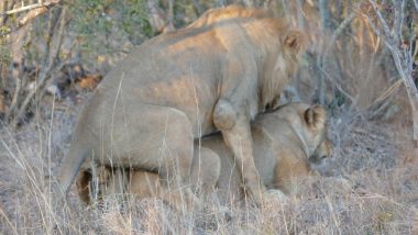 Mating lions in the Timbavati