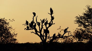 Buzzard tree Timbavati sunset