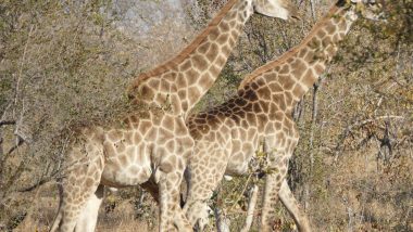 Pair of giraffes in the Timbavati