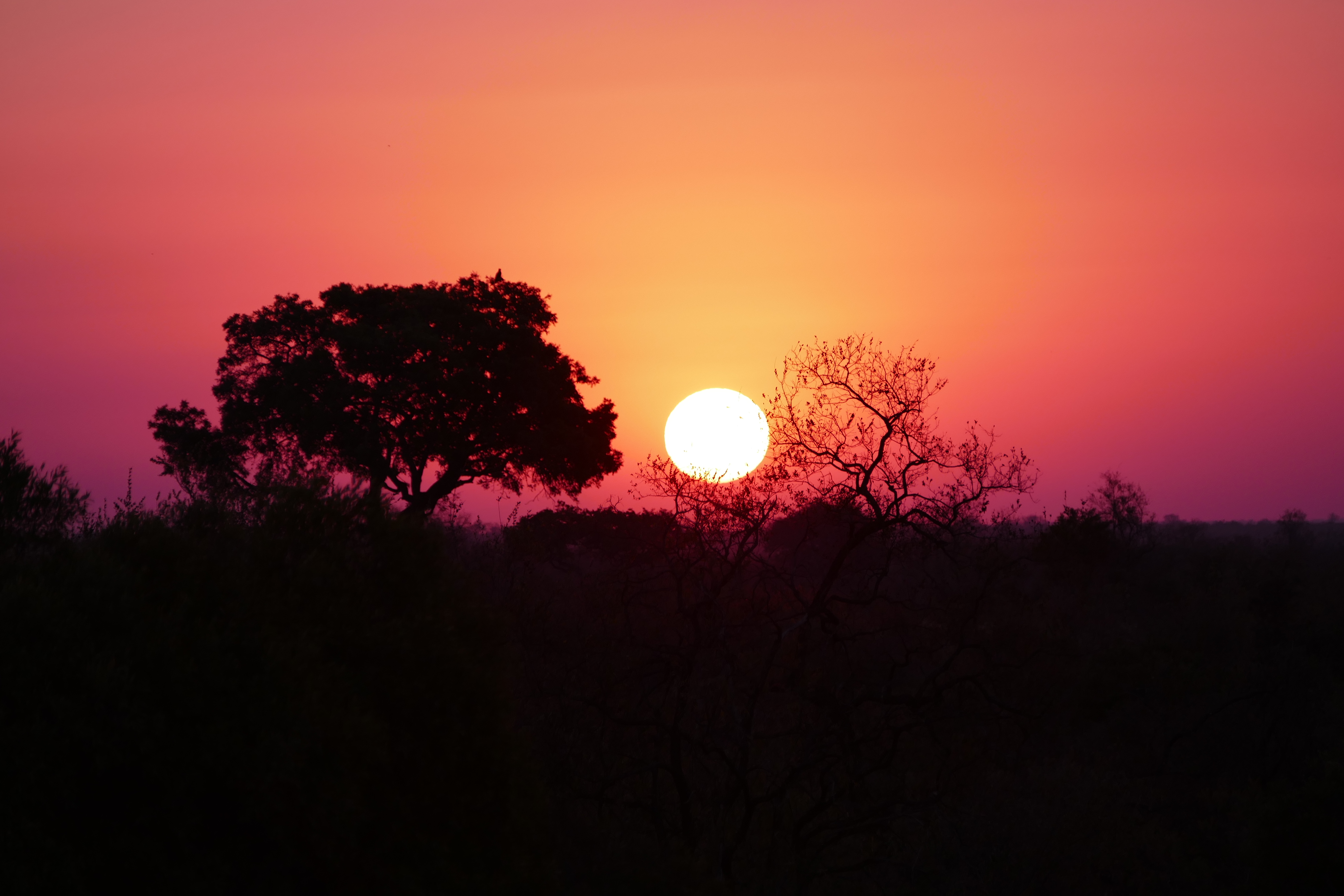 sundowner, safari