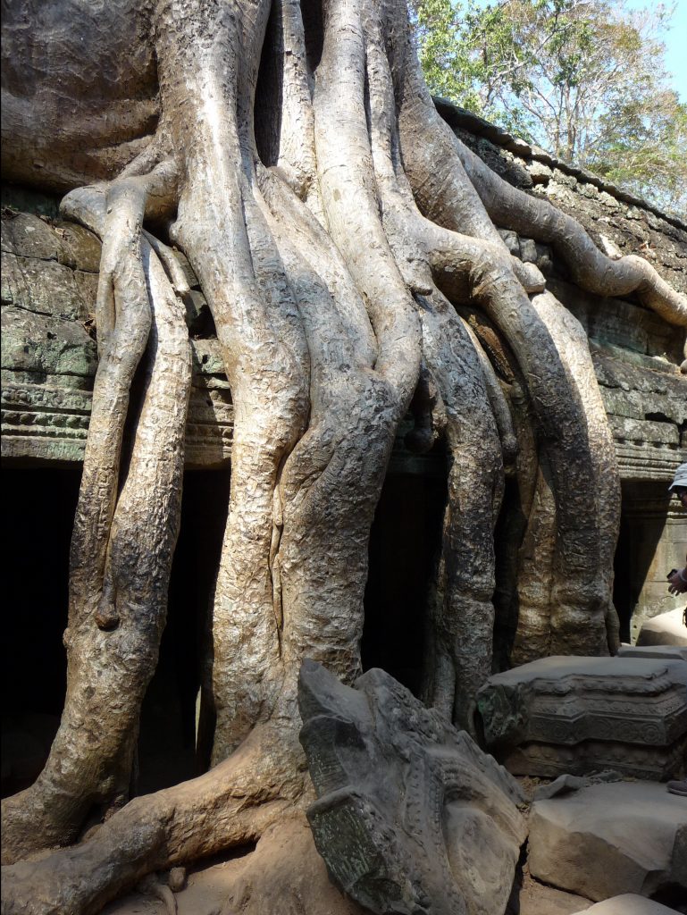 Ta Prohm Temple