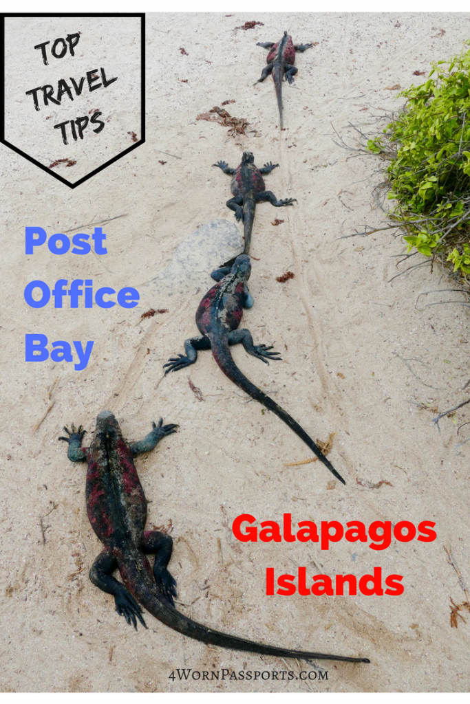 Line of marine iguanas