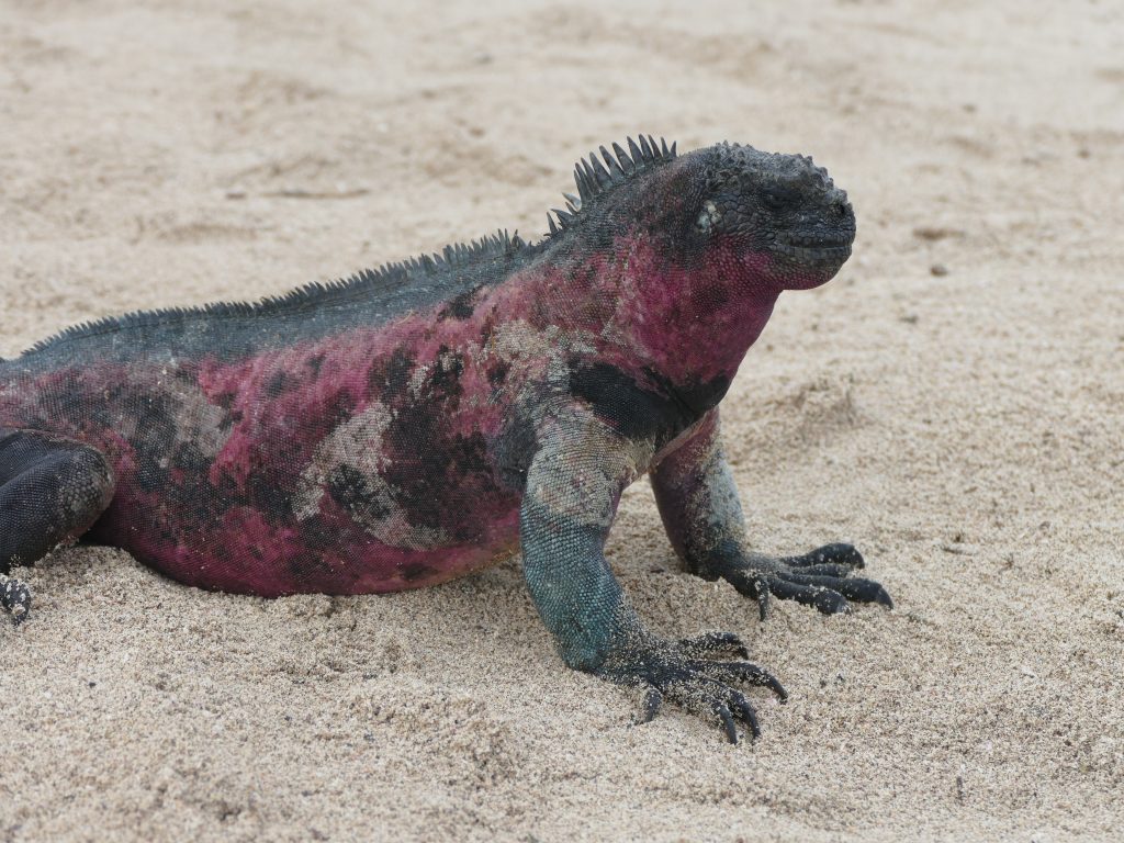 Galapagos Marine Iguana