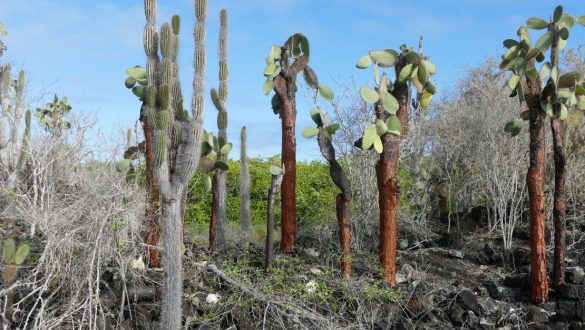 Hike to Las Grietas