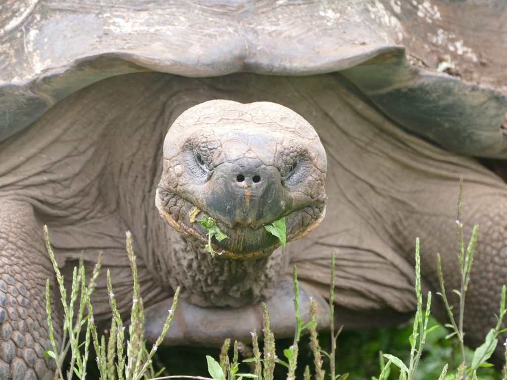 Galapagos giant tortoise