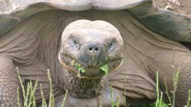 Galapagos giant tortoise
