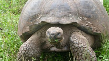 Giant tortoise Galapagos