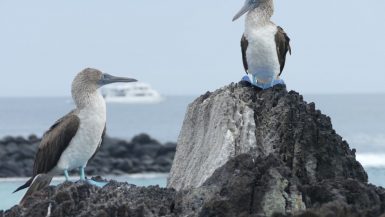 Blue footed boobies Galapagos family trip
