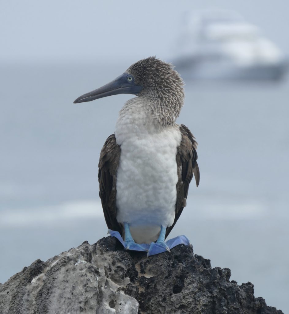 Blue-footed boobie