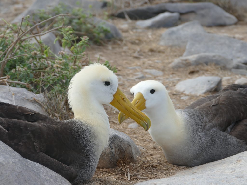 Waved albatross on Espanola