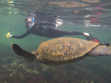 Los Tuneles Galapagos sea turtle family trip