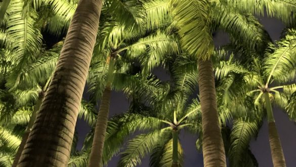 Palm trees at Marina Bay at night